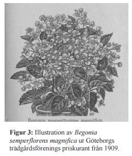 B. ‘Magnifica’